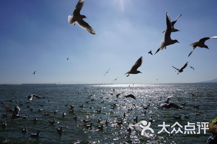 海埂景点-阳光-昆明公园图片惠香肉福路美食家图片
