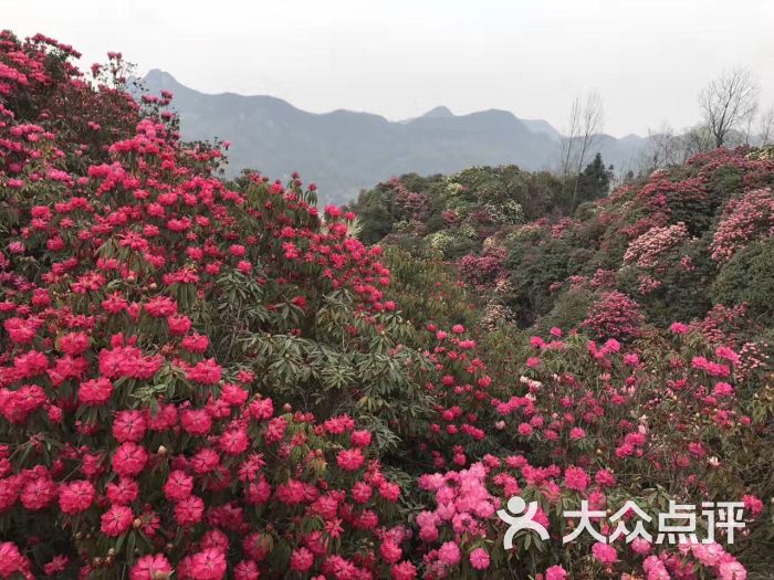 贵州百里杜鹃风景名胜区