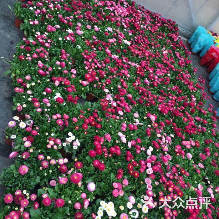 龙大花卉市场图片 - 第430张
