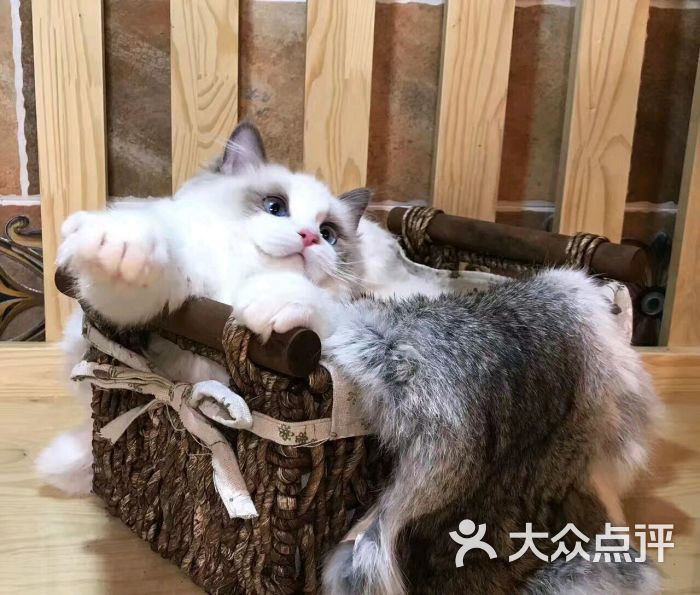 aa柚子猫舍上传的图片