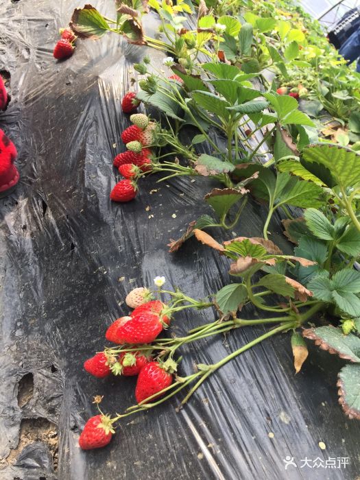 离市区最近的草莓采摘园