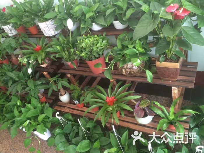 两只兔子花店绿植盆栽图片 第13张