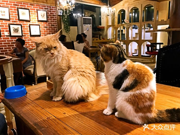 猫小院猫主题餐厅(南锣店)猫咪图片 第7669张