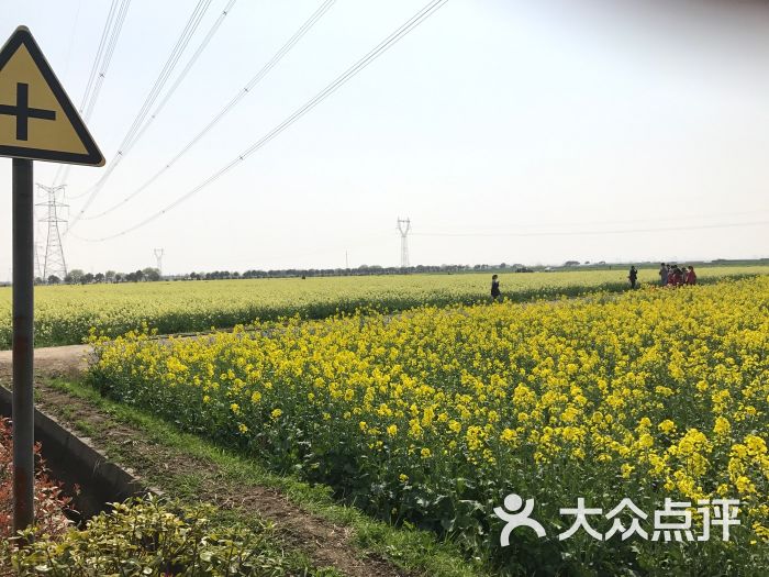 北联村油菜花-图片-吴江周边游-大众点评网