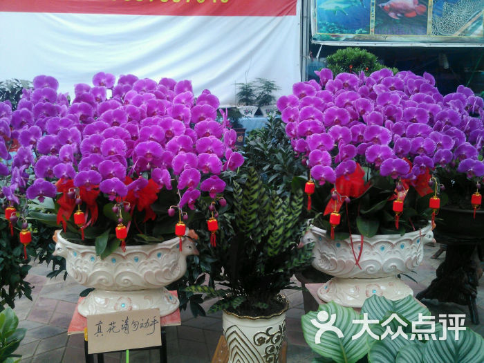 新村花卉市场-图片-洛阳购物-大众点评网