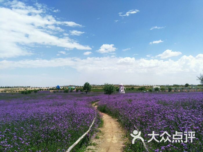 艾伊薰衣草庄园-图片-银川周边游-大众点评网