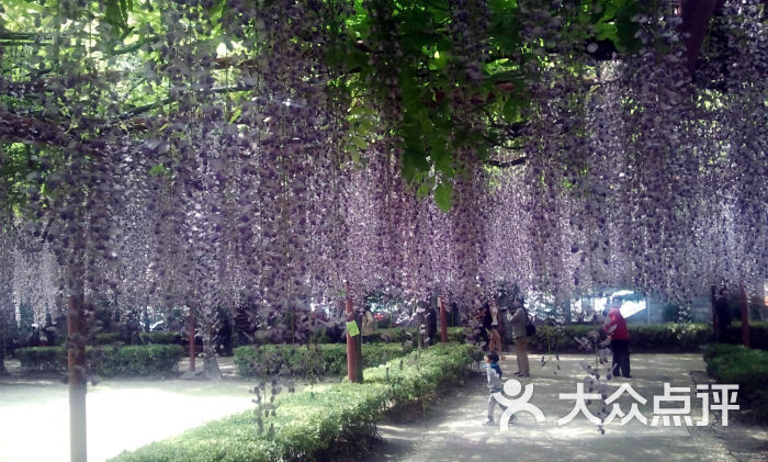 紫藤苑1