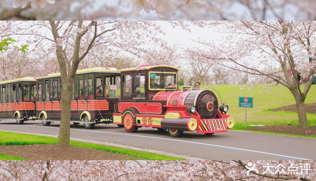 魔都樱花季02辰山植物园樱花山坡樱花大道小火车
