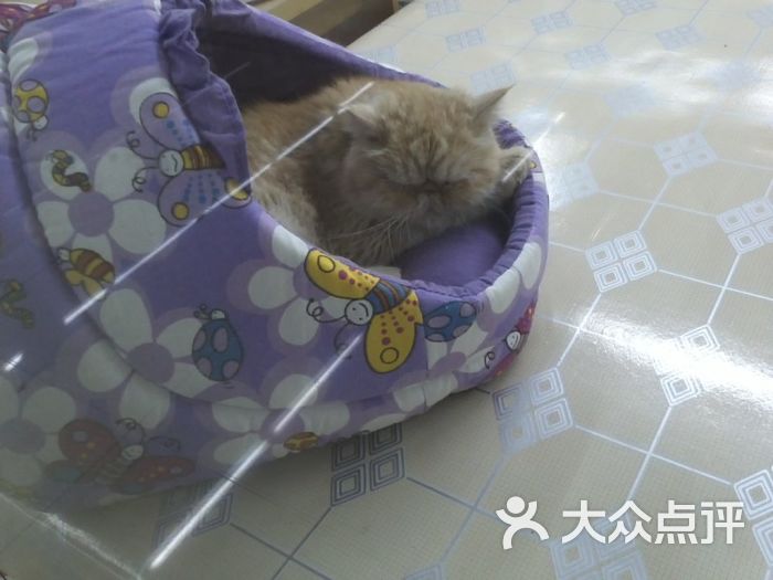 老北京文玩市场-宠物店的包子脸猫图片