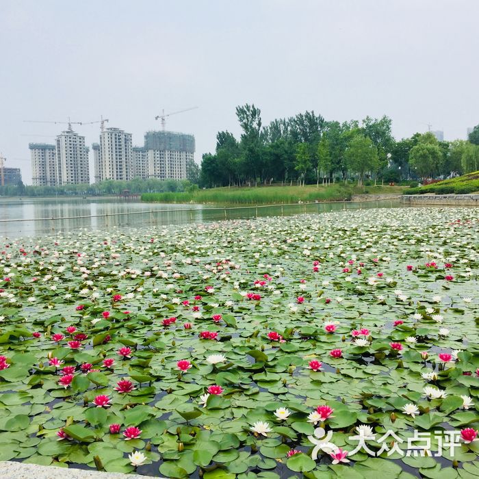 山东济阳澄波湖风景区停车场