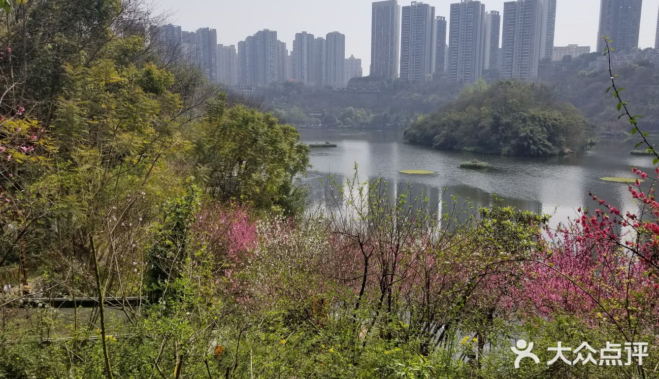 每年春天必须要去一次彩云湖公园,就是因为彩云湖的花花