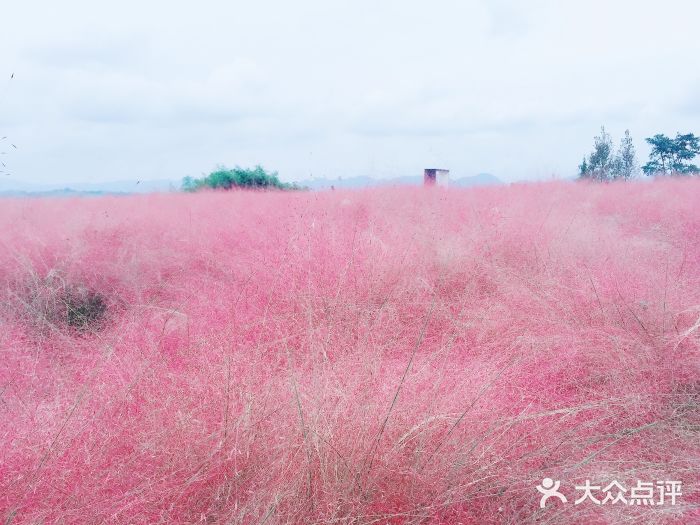 紫云秘境花海图片