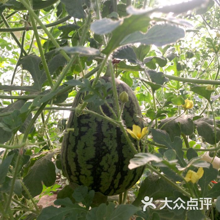 老李西瓜采摘