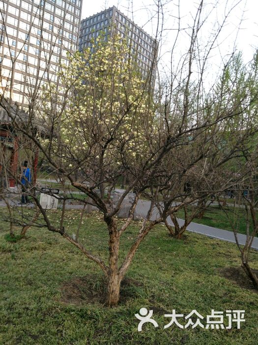 月坛公园-图片-北京周边游-大众点评网