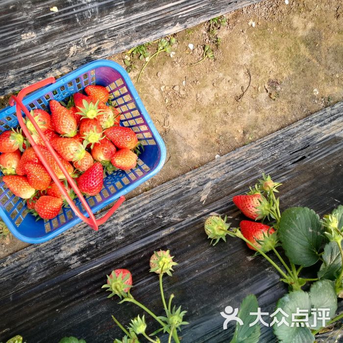 香甜草莓园