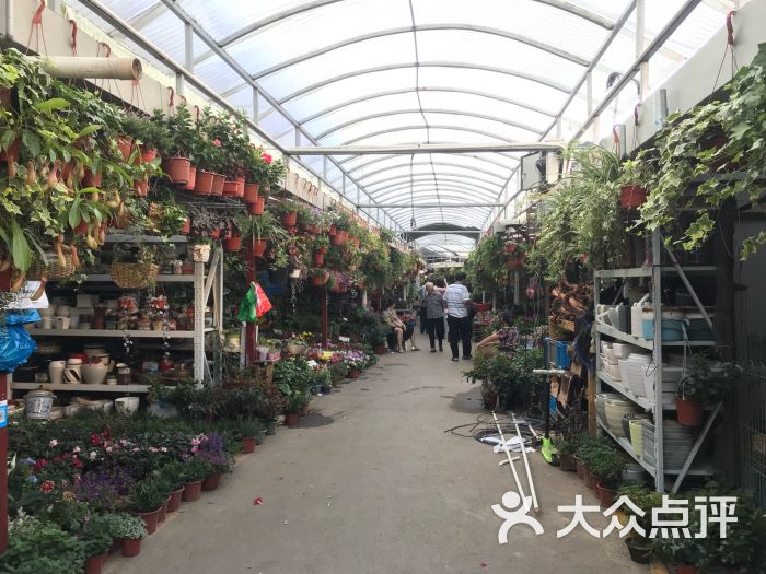 梅陇花鸟市场图片 第4张