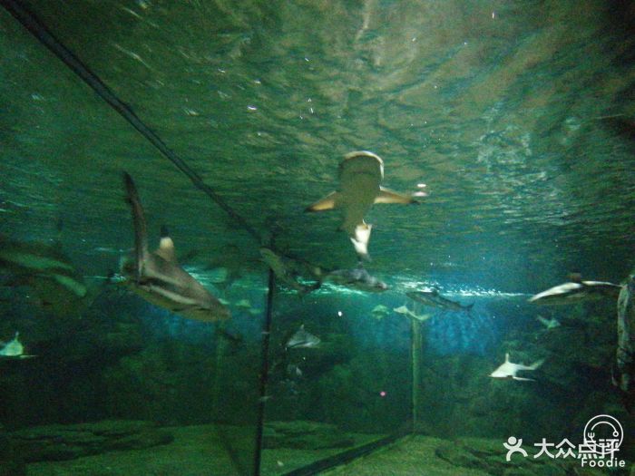 蠡湖中央公园海底世界图片 - 第2张
