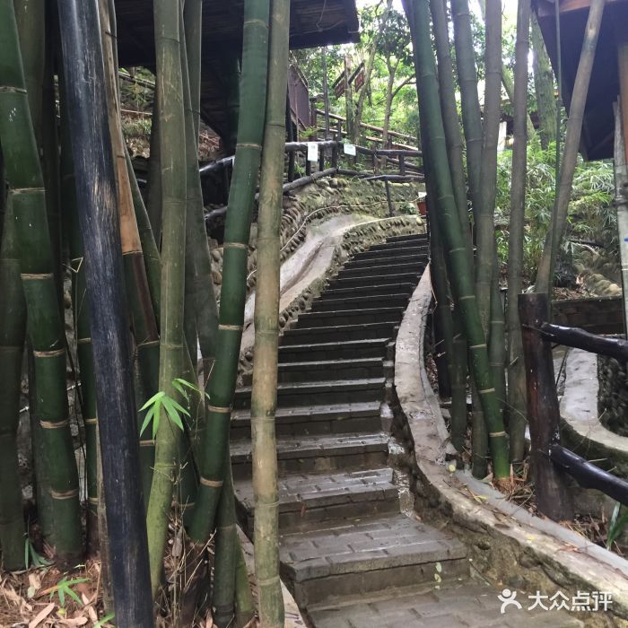 竹海听涛图片 第478张