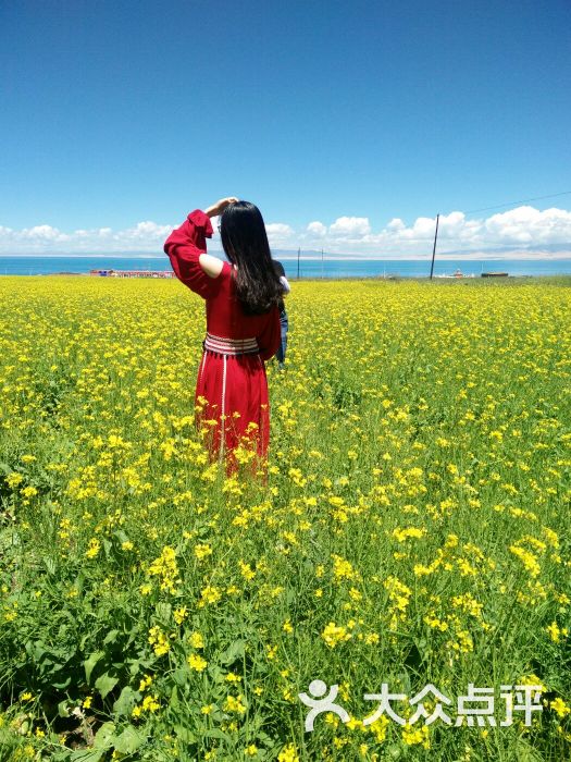 门源百里油菜花海图片 第1张