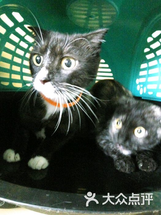 纳吉亚动物医院(成都分院)-图片-成都宠物-大众