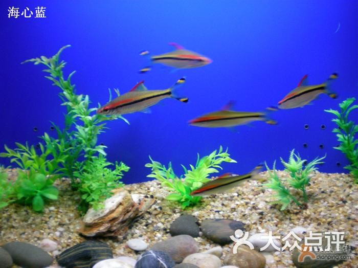 上海海洋水族馆可爱的小海马图片-北京海洋馆-大众