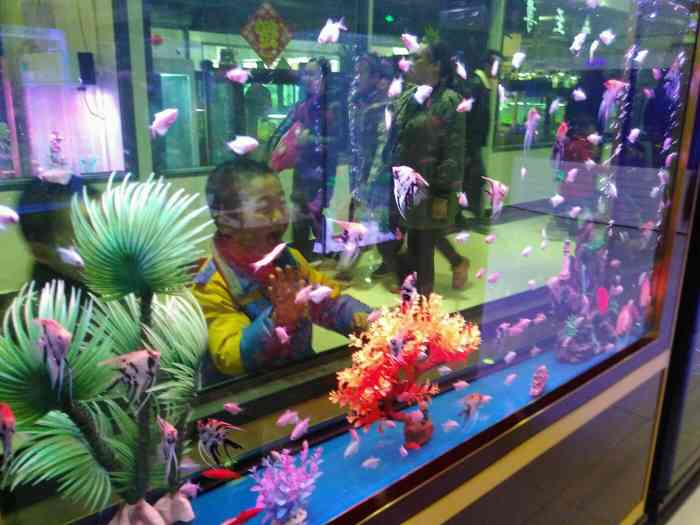 镇江花鸟市场-"新花鸟市场人气渐旺,国庆期间生意尤其