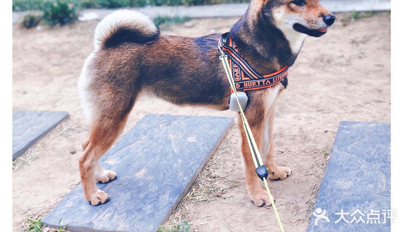 精灵犬舍的胡麻色柴犬wiki