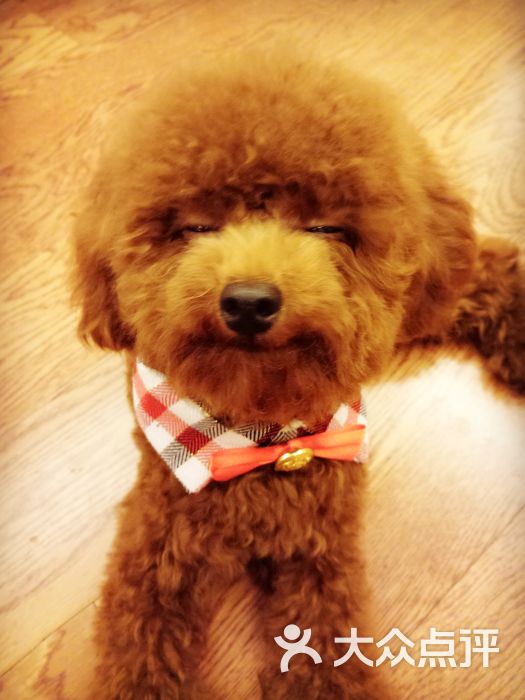 北京宠爱国际动物医院-图片-北京宠物-大众点评