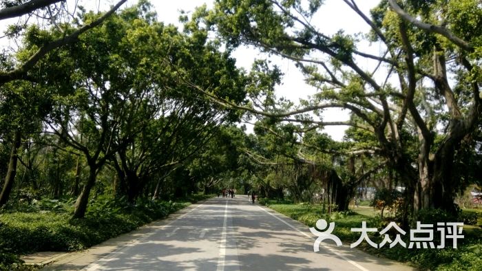 湛江市森林公园图片 第53张