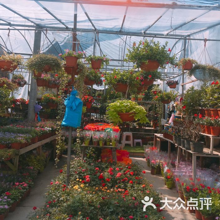 瓯海区花鸟市场-图片-温州购物-大众点评网