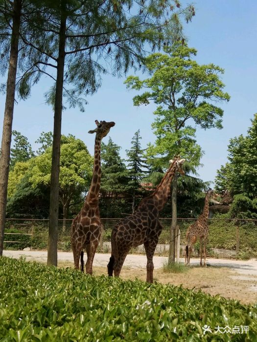 上海野生动物园长颈鹿图片 - 第348张