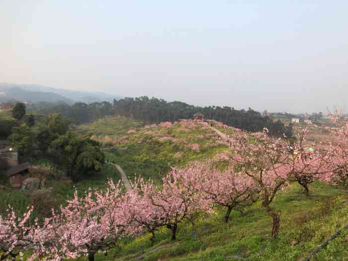 圣水湖桃花岛-"位于永川圣水湖景区,导航定位是准确的