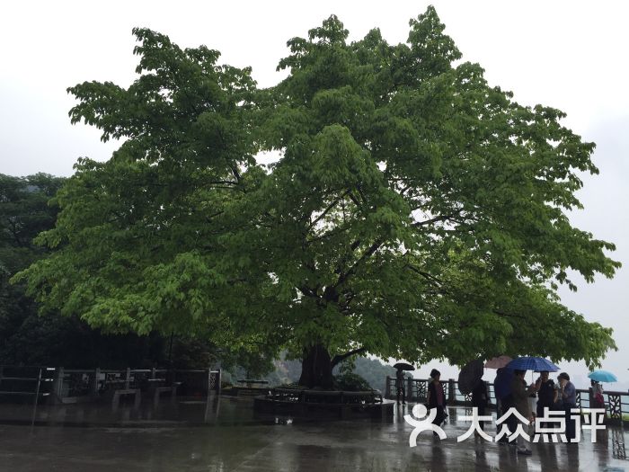 南山一棵树-图片-重庆景点