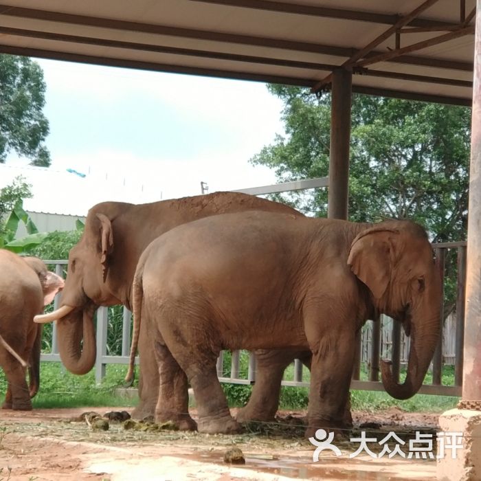 东莞香市动物园图片 第1张