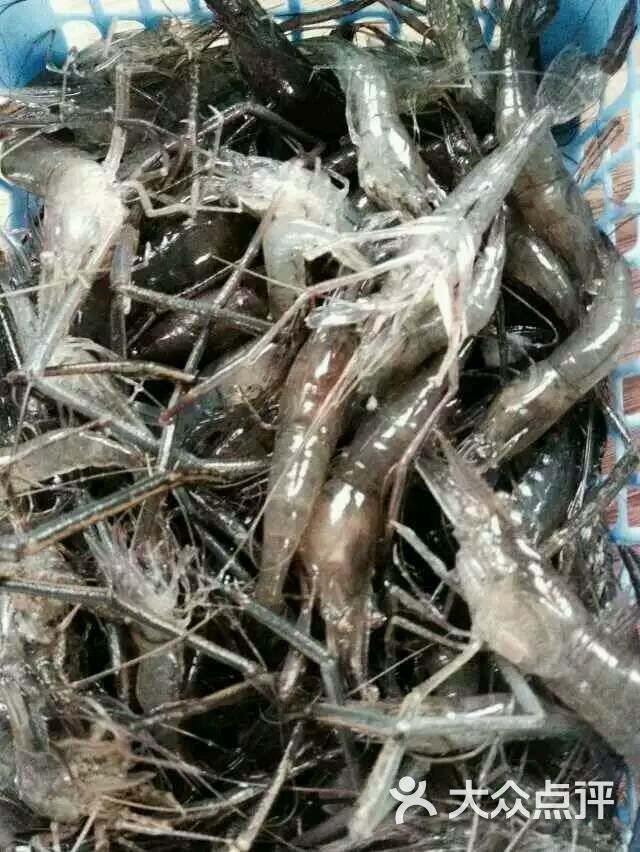 野生大河虾