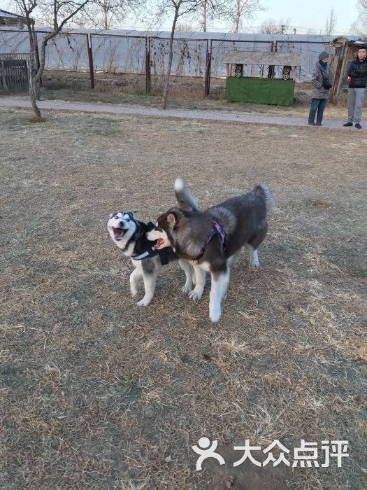 爱犬乐园水墨缘-图片-北京宠物-大众点评网