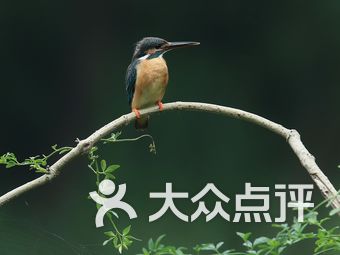 新江湾湿地生态观鸟拍鸟基地