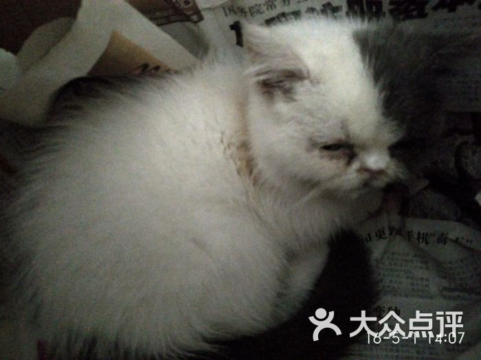 雅轩猫阁-雅轩猫阁发出的病猫图片-广州宠物-大众点评网