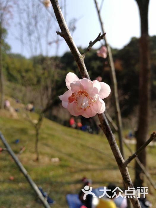 梅花谷图片 - 第80张