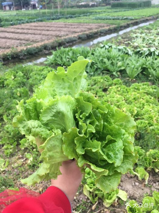 万胜围草莓园在万胜围地铁站C出口直走大概