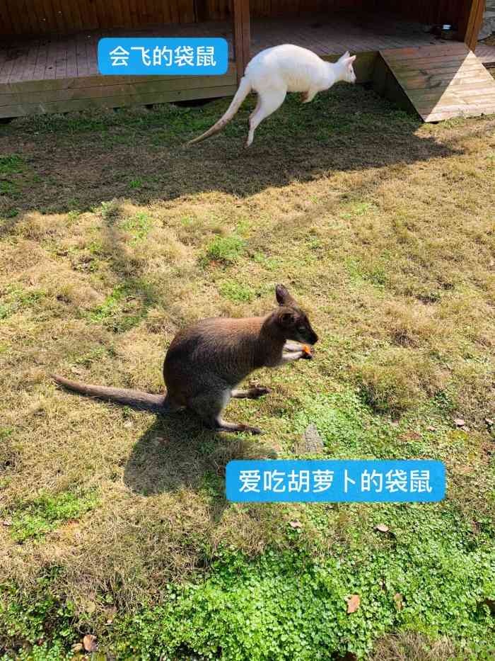怀化野生动物世界-"怀化野生动物园位于中方县牌楼镇,开车走高.