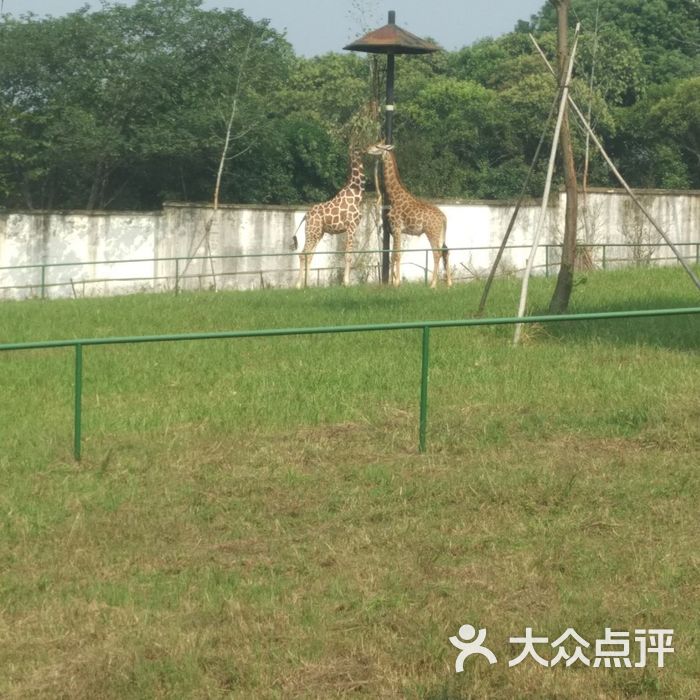 合肥野生动物园