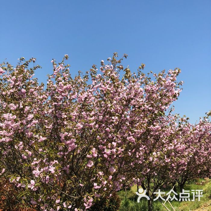 上阮花世界图片-北京植物园-大众点评网