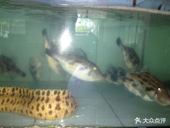 港义海鲜餐馆钱鳗鱼图片 - 第22张
