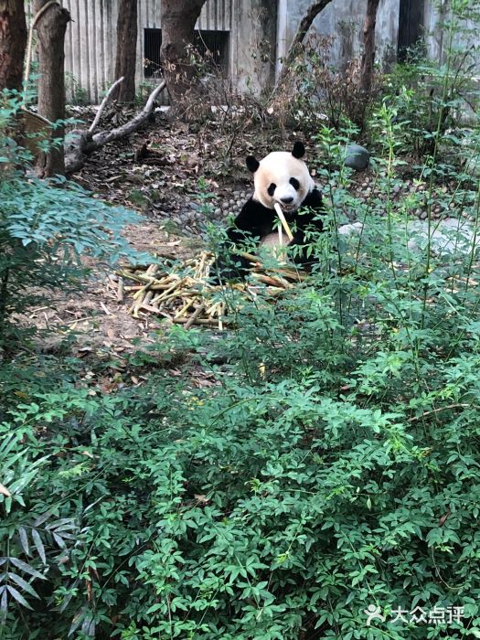 成都大熊猫繁育研究基地图片