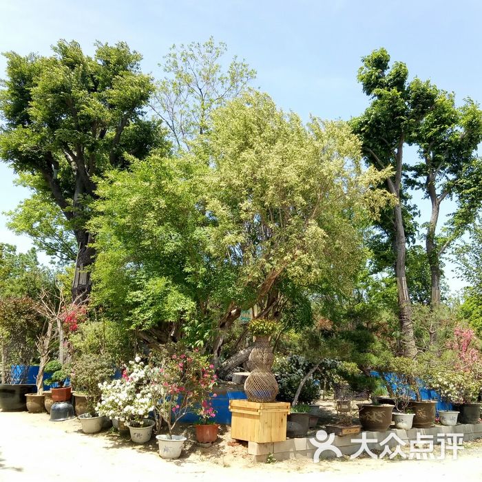 华新花卉苗木基地
