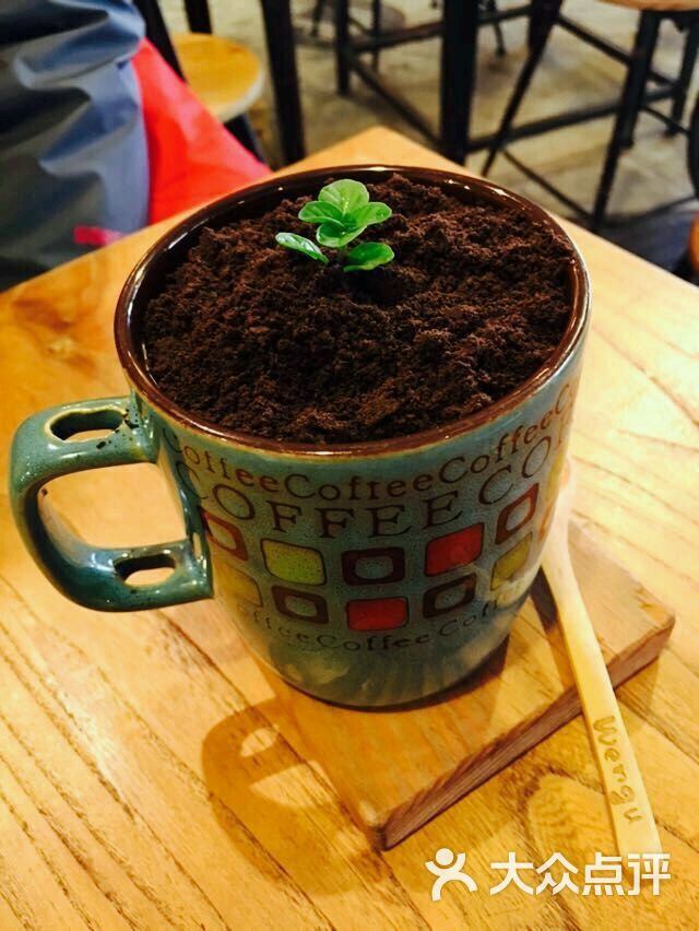 盆栽可可