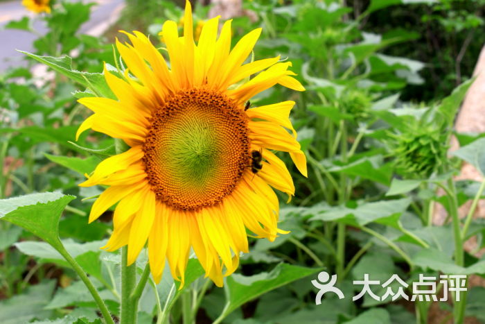 喇叭沟原始森林公园向日葵图片 - 第854张