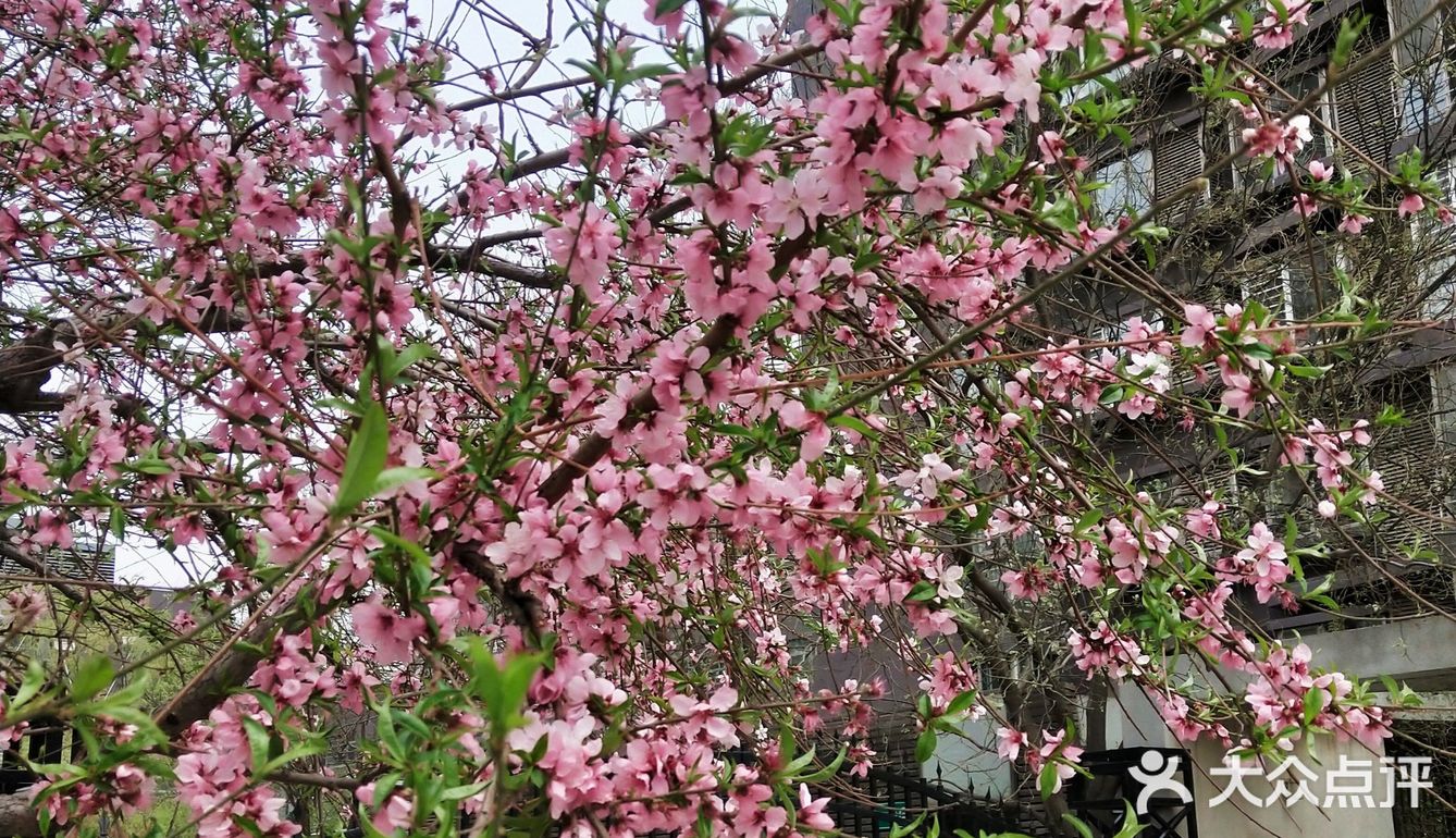 最美春四月,小院繁花开