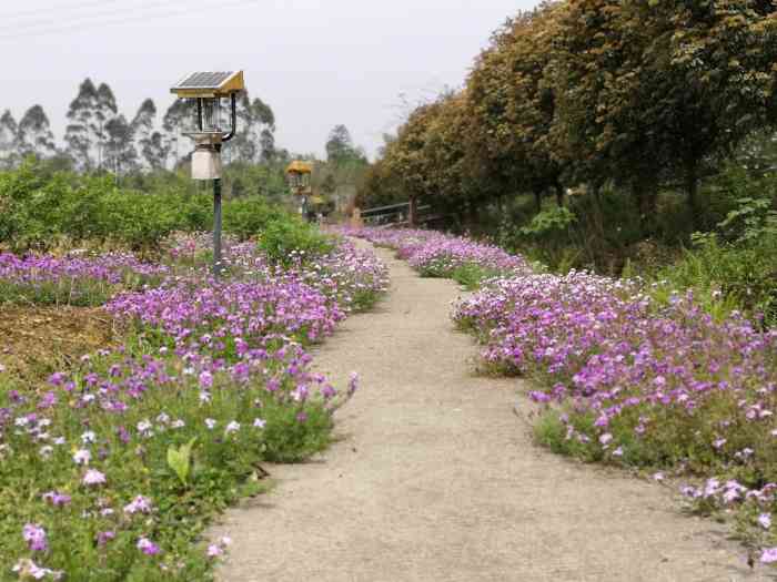 天府花海蝶彩花卉园-"天府花海位于仁寿县,门票三十元